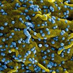 MARBURG VIRUS OUTBREAK dataset